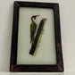 Small Woodpecker Glass Art - Contemporary with Vintage Frame