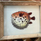 Pufferfish Glass Art - Contemporary with Vintage Frame